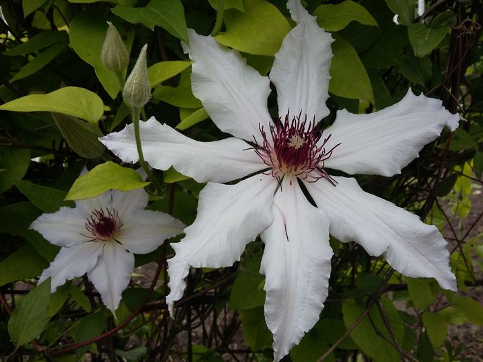 20160505_154436 - 2016 Clematis