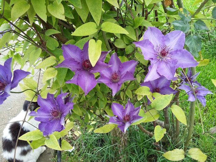 20160505_154453 - 2016 Clematis