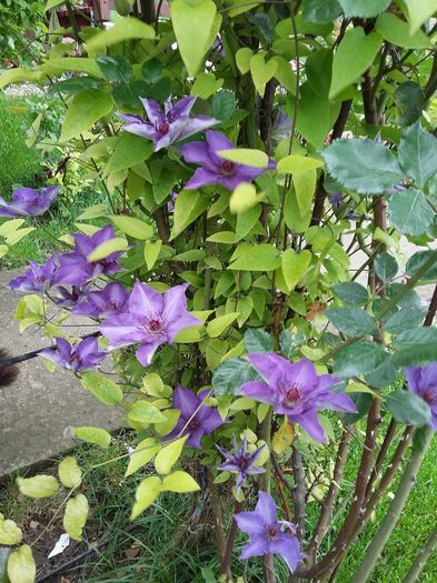 20160505_154520 - 2016 Clematis