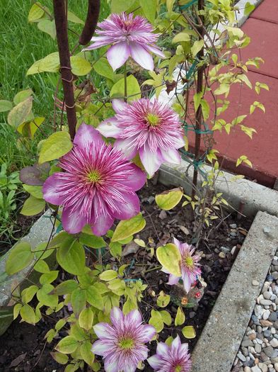 20160505_154619 - 2016 Clematis