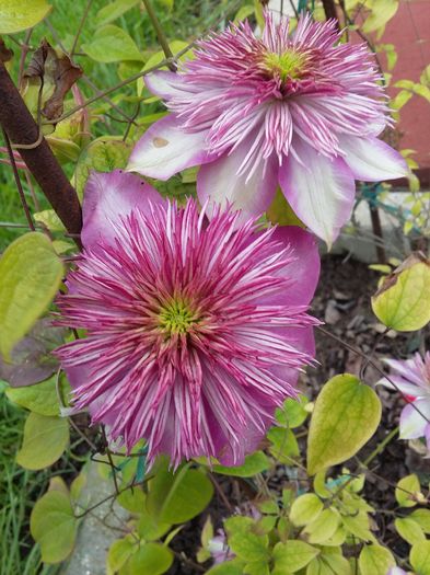 20160505_154629 - 2016 Clematis