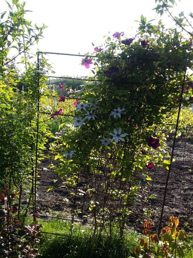 20160506_075405 - 2016 Clematis