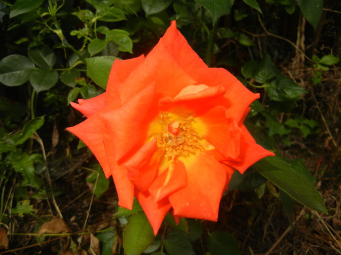 Rose Monica (2015, July 05) - Rose Monica
