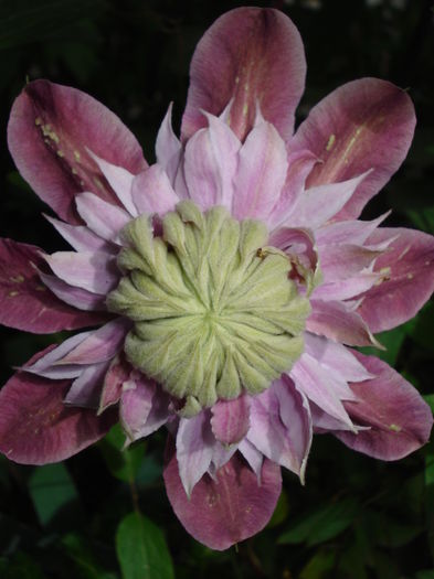 DSC01693 - Clematis 2016