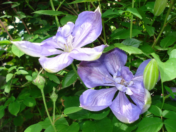 Mr. Cholmondeley - Clematis 2016