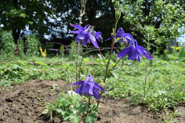 Caldarusele care mi-au iesit din pachetele cu poze minunate ! - 2016 Plantele mele