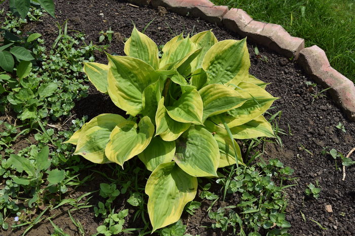 Hosta Summer Breeze - 2016 Plantele mele