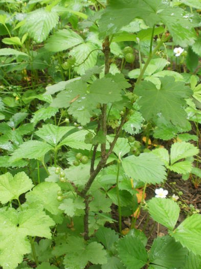 Coacaz rosu-  Ribes rubrum - Arbusti fructiferi