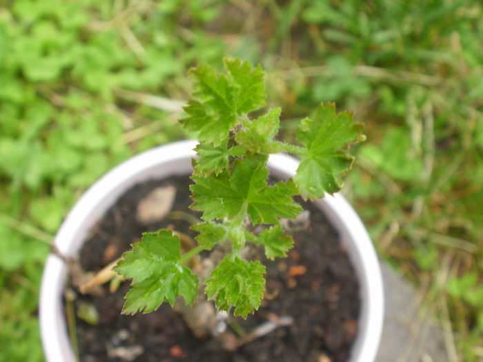 Ribes rubrum `Rovada`