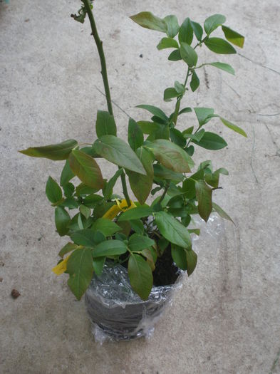 Vaccinium corymbosum `Blue Jay` - Arbusti fructiferi