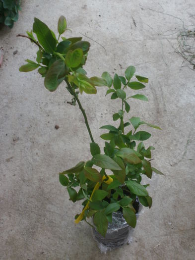 Vaccinium corymbosum `Blue Jay` - Arbusti fructiferi