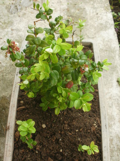 Vaccinium vitis-idaea - Arbusti fructiferi