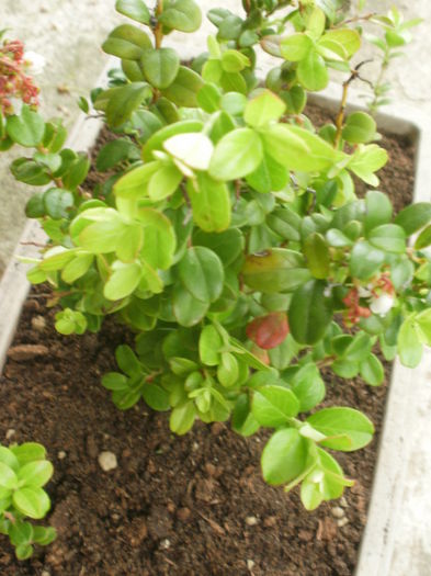 Vaccinium vitis-idaea