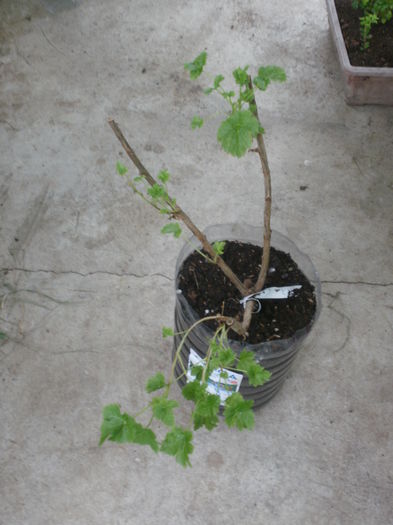 Ribes x nidigrolaria `Josta`