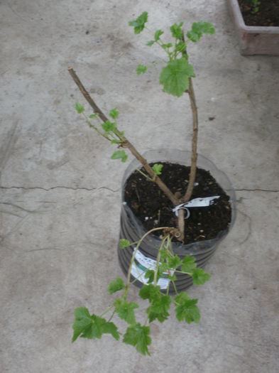 Ribes x nidigrolaria `Josta` - Arbusti fructiferi