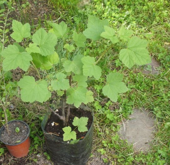 Ribes rubrum ` Jonkheer van Tets` - Arbusti fructiferi