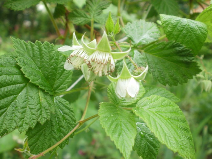 Rubus idaeus - rosu - Arbusti fructiferi
