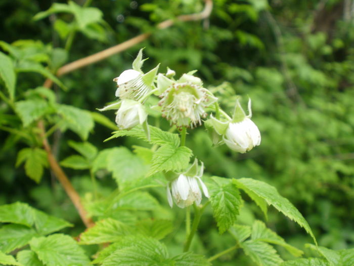 Rubus idaeus - galben