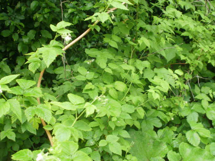 Rubus idaeus - galben - Arbusti fructiferi