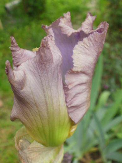 `Lullaby of Spring` - Iris  2016
