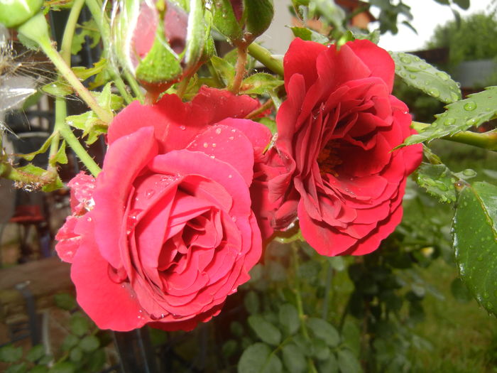 Rose Blaze Superior (2015, July 10) - Rose Blaze Superior