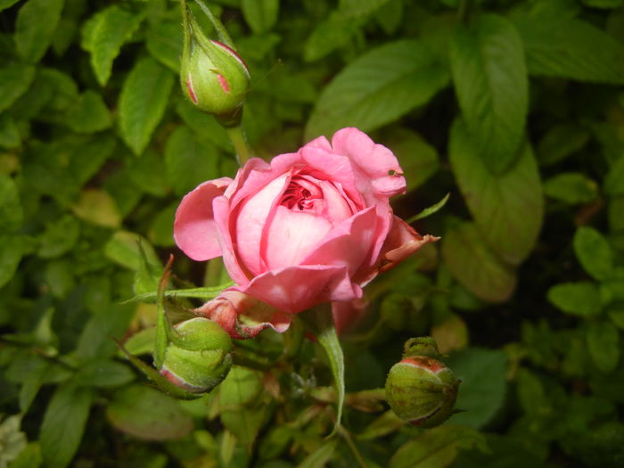 Pink Miniature Rose (2015, July 01) - Miniature Rose Pink