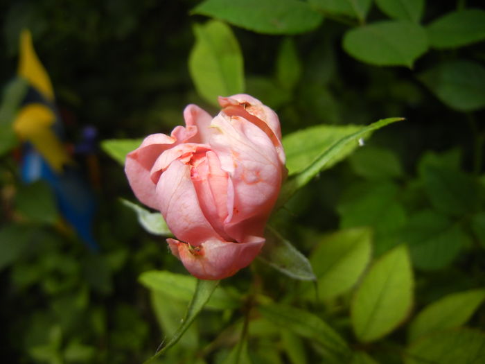 Pink Miniature Rose (2015, July 01) - Miniature Rose Pink