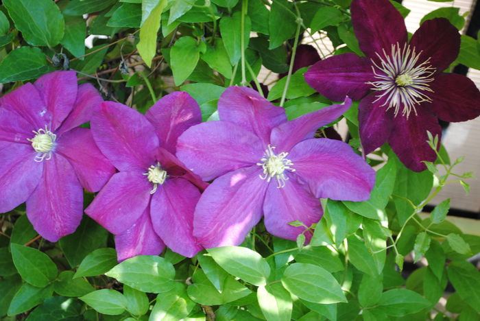 6 mai,clematis Sunset