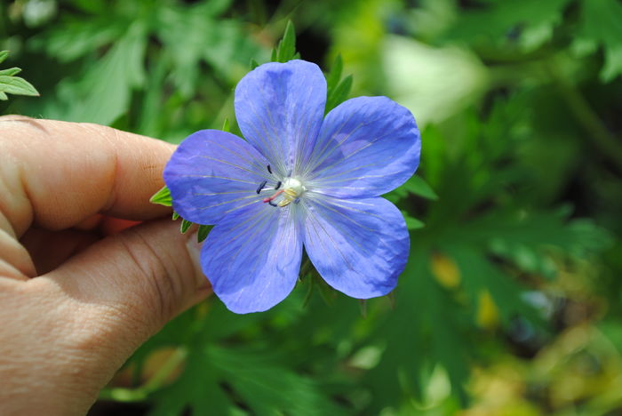 geranium johnsons-blue
