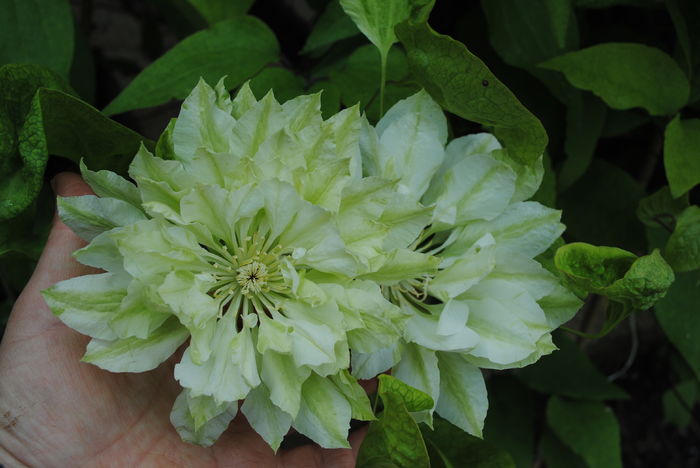 clematis Yuki Okoshi