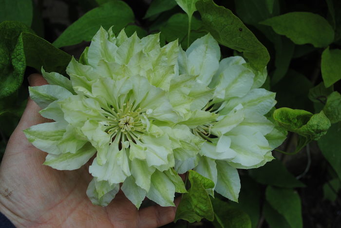 clematis Yuki Okoshi