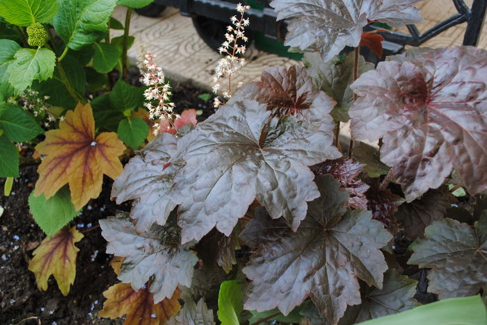 Sweet Tea  si Palace Purple - 2016 heuchera heucherella brunnera