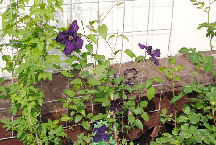 clematis Rasputin