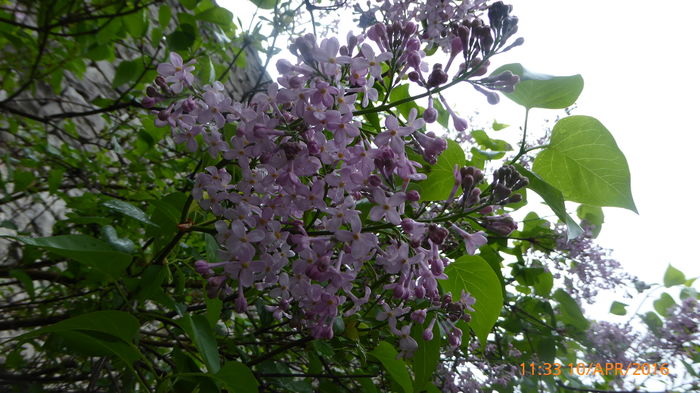 P1030637 - Prietenii si Bulgaria 10 Aprilie 2016