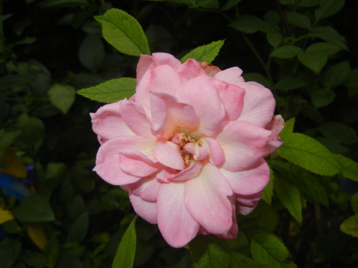 Pink Miniature Rose (2015, July 03) - Miniature Rose Pink