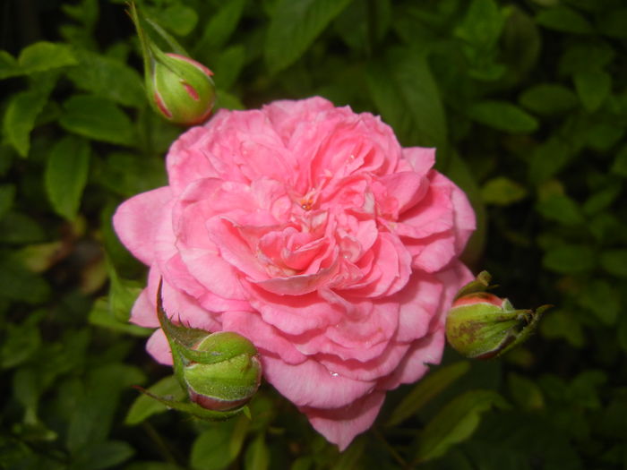 Rose Pleasure (2015, July 03)