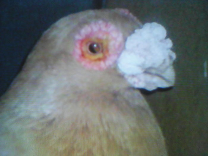 Carunculat  din  Arad