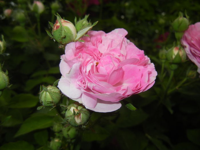 Pink-White Double Rose (2015, May 20) - Rose Double Pink White