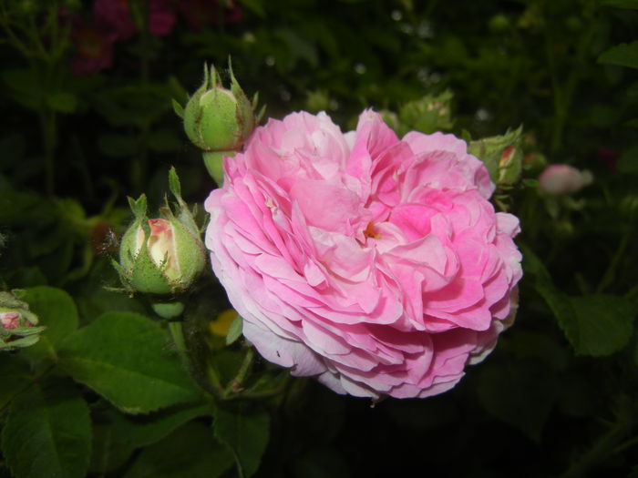Pink-White Double Rose (2015, May 20) - Rose Double Pink White