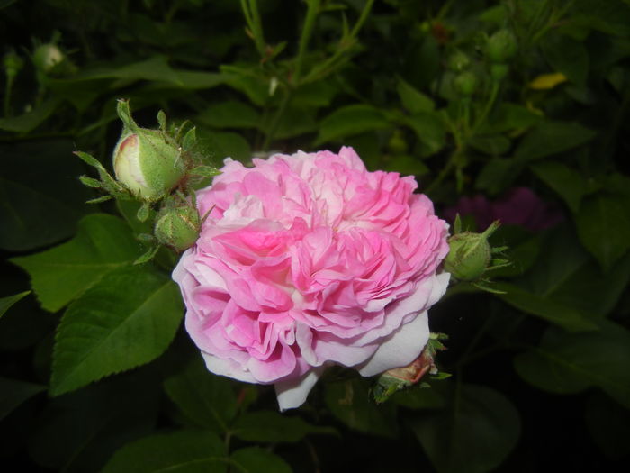 Pink-White Double Rose (2015, May 20)