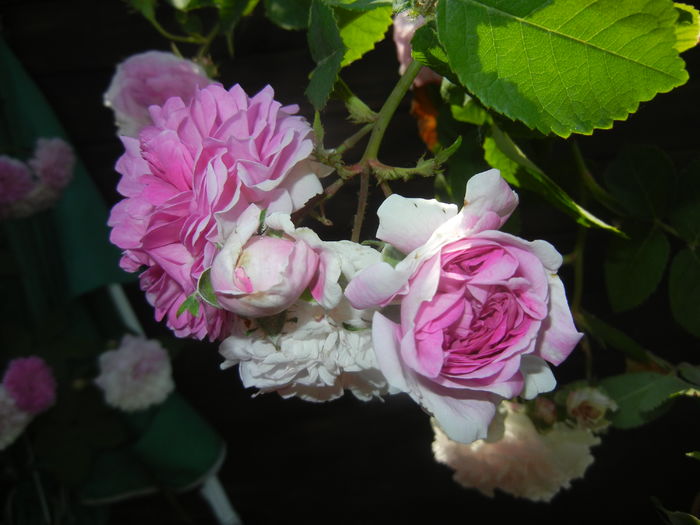 Pink-White Double Rose (2015, May 31)