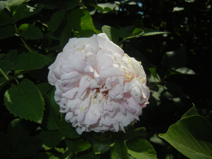 Pink-White Double Rose (2015, May 31) - Rose Double Pink White