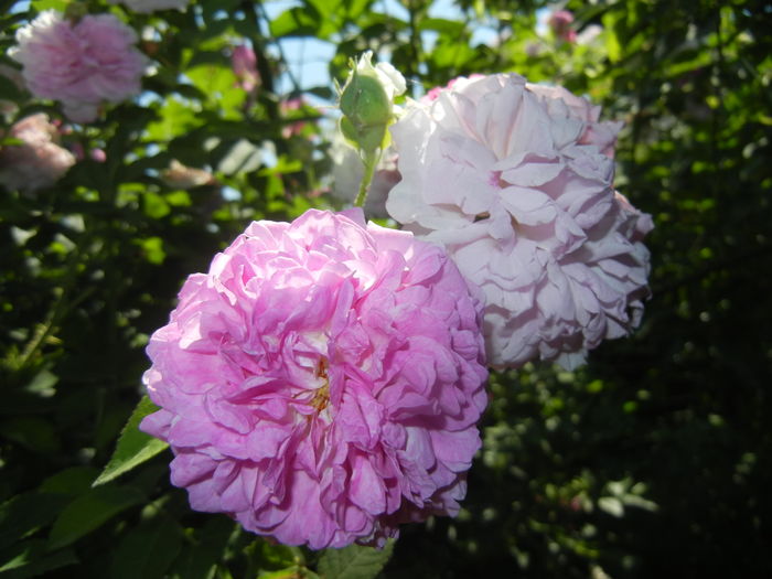 Pink-White Double Rose (2015, May 31) - Rose Double Pink White