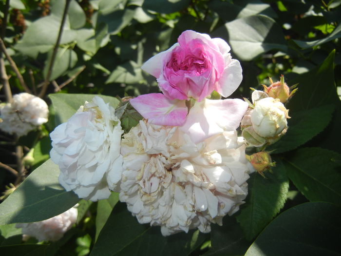 Pink-White Double Rose (2015, May 31) - Rose Double Pink White