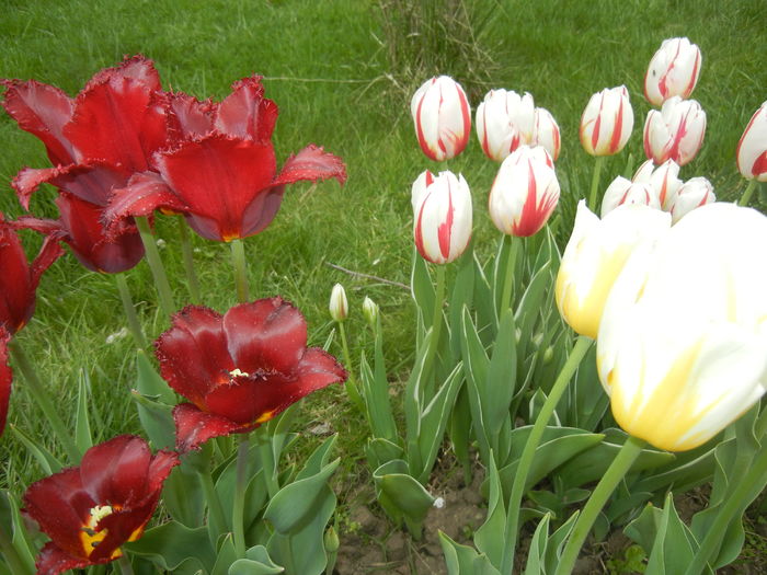 Tulips (2015, April 22) - LALELE_TULIP CLASSES