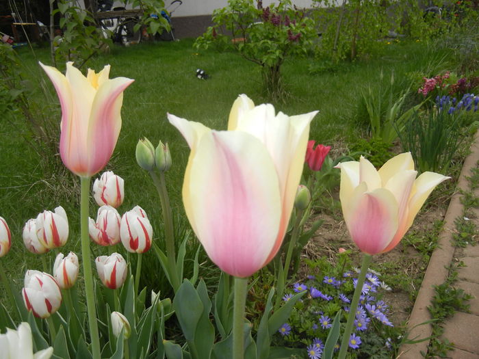 Tulips (2015, April 22)