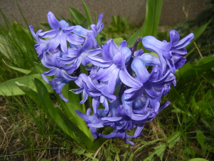 Blue Hyacinths (2015, April 01)
