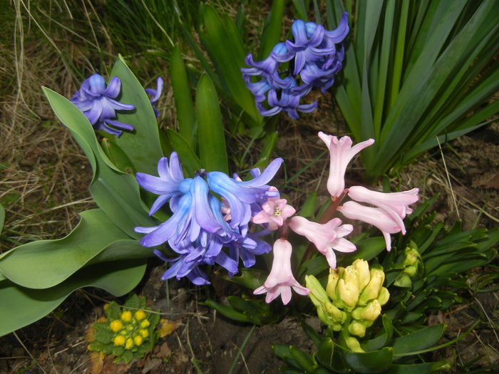 Hyacinths_Zambile (2015, April 01) - ZAMBILE_Hyacinths