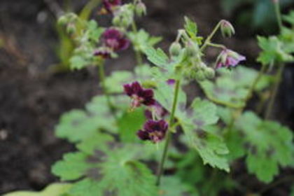 Geranium phaeum Samobor1504 - 2016 geranium