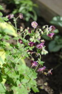 Geranium phaeum Samobor2204